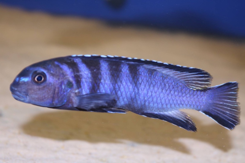 Tropheops kamtambo 'Chimwalani Reef'